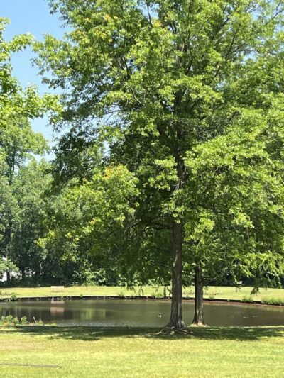 Crofton Park - Crofton, MD