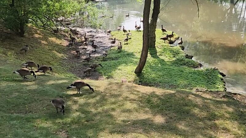 Crofton Pond Park - Crofton, MD