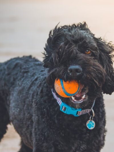 Rivercliff Cottage Pet Care - Crownsville, MD