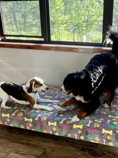 Cage Free Canines - Croydon, NH