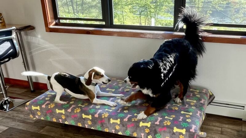 Cage Free Canines - Croydon, NH