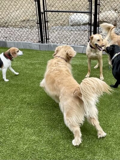 Cage Free Canines - Croydon, NH