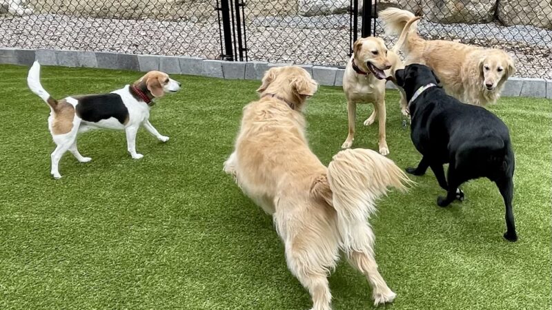 Cage Free Canines - Croydon, NH