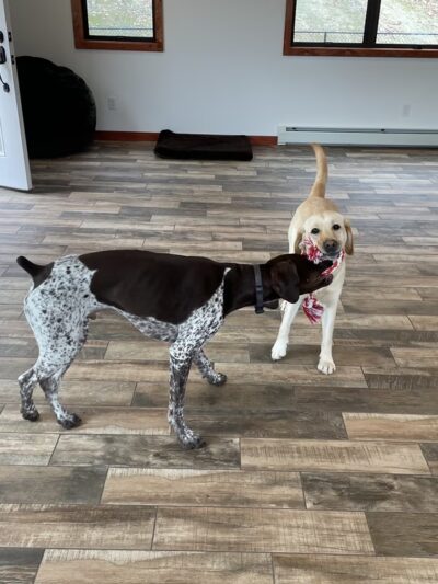 Cage Free Canines - Croydon, NH