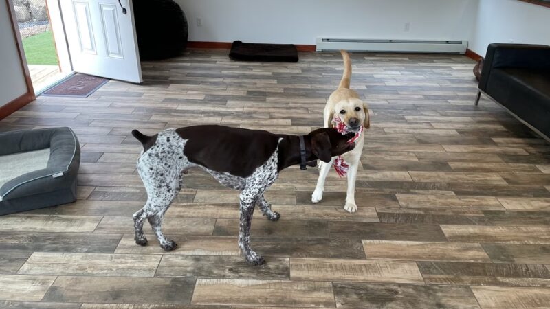 Cage Free Canines - Croydon, NH