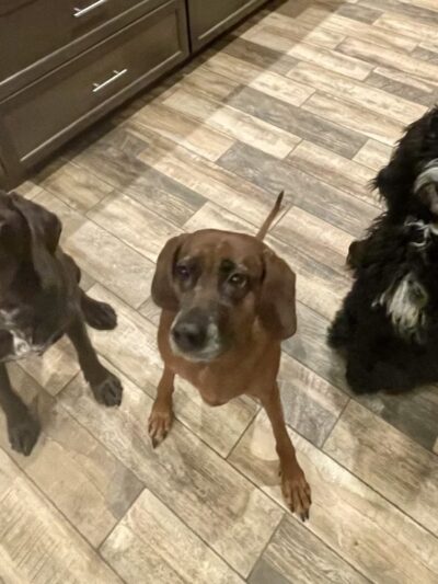 Cage Free Canines - Croydon, NH