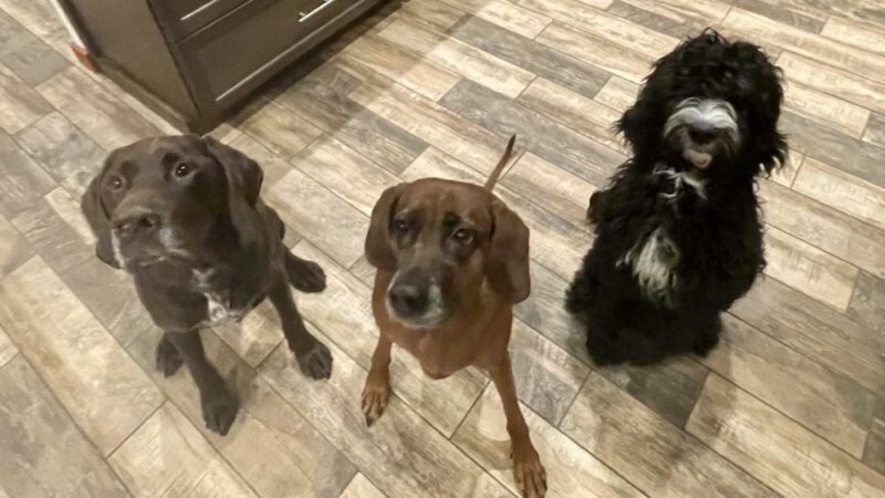 Cage Free Canines - Croydon, NH