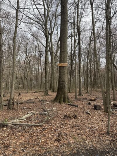 Heritage Conservancy Croydon Woods Nature Preserve - Croydon, PA