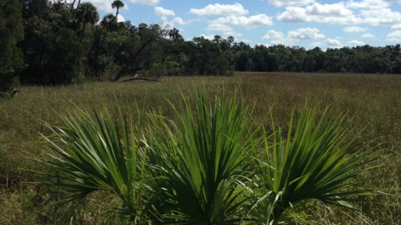 Crystal River Preserve State Park - Crystal River, FL