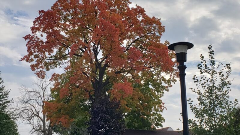 Veterans Memorial Park - Cuba City, WI