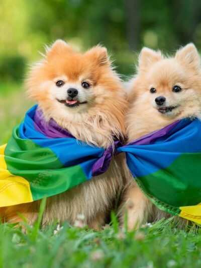 Reigning Cats & Dogs and Kindness - Culpeper, VA