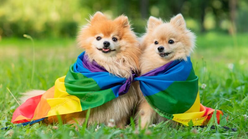 Reigning Cats & Dogs and Kindness - Culpeper, VA
