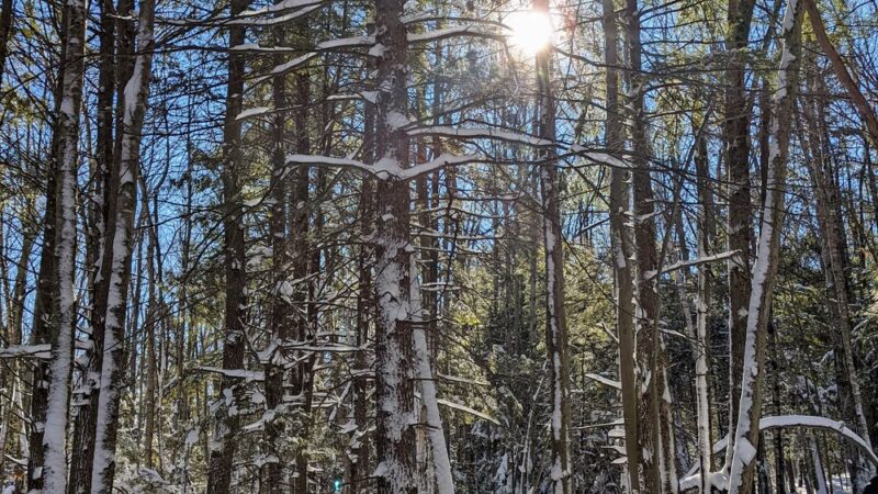 Knight's Pond Preserve - Cumberland Center, ME