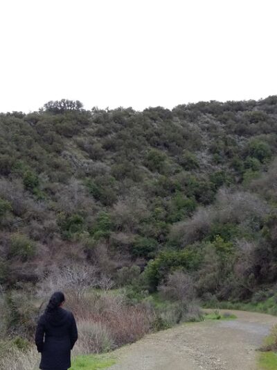 Friends of Stevens Creek Trail - Cupertino, CA