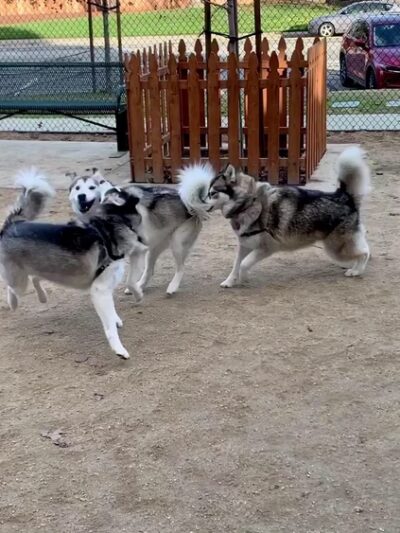 Mary Avenue Dog Park - Cupertino, CA