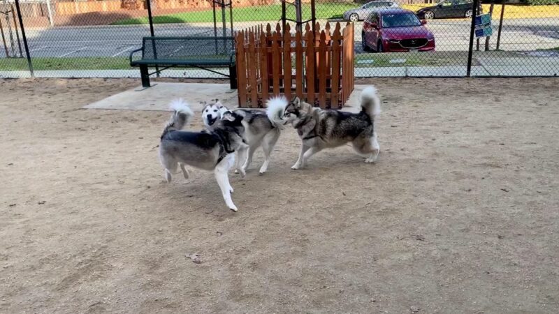 Mary Avenue Dog Park - Cupertino, CA