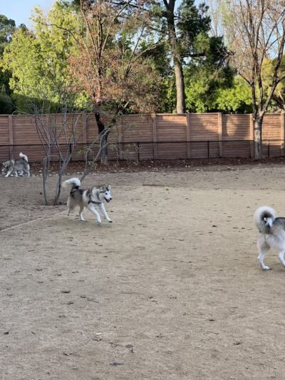 Mary Avenue Dog Park - Cupertino, CA