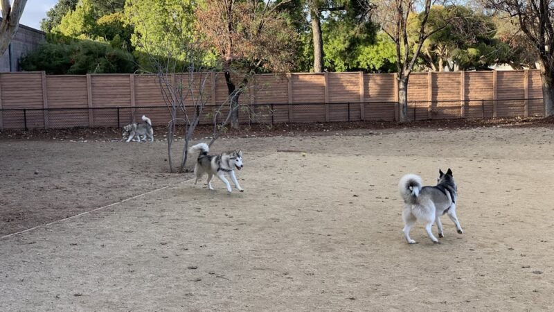 Mary Avenue Dog Park - Cupertino, CA