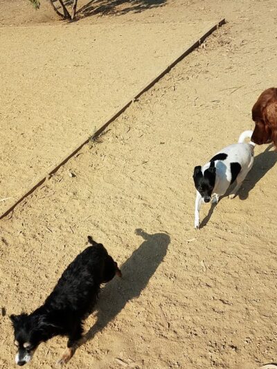 Mary Avenue Dog Park - Cupertino, CA