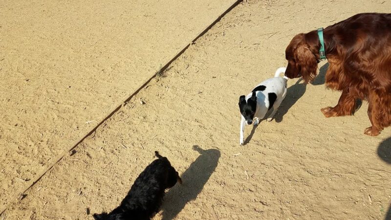 Mary Avenue Dog Park - Cupertino, CA