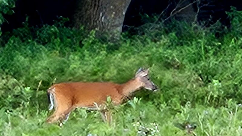 Sunrise Campground - Currie, MN