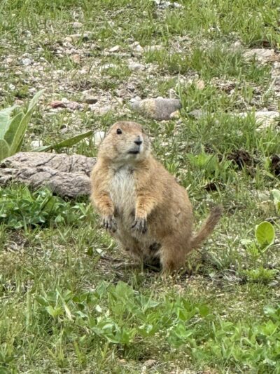 Prairie Dog Town - Custer, SD