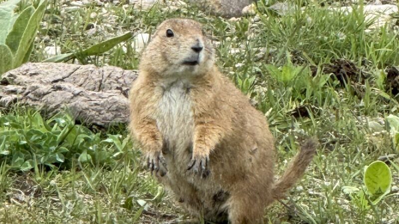 Prairie Dog Town - Custer, SD