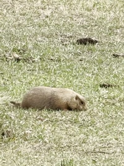 Prairie Dog Town - Custer, SD