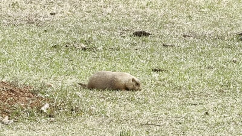Prairie Dog Town - Custer, SD