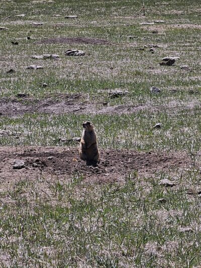 Prairie Dog Town - Custer, SD