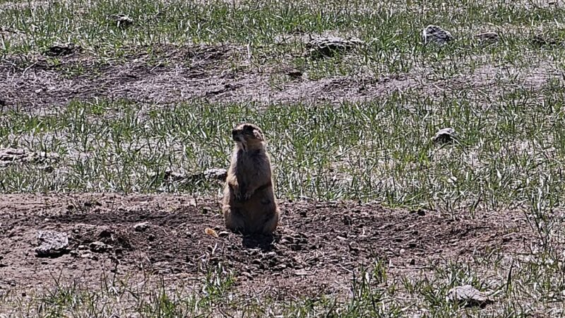 Prairie Dog Town - Custer, SD