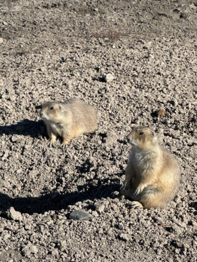 Prairie Dog Town - Custer, SD