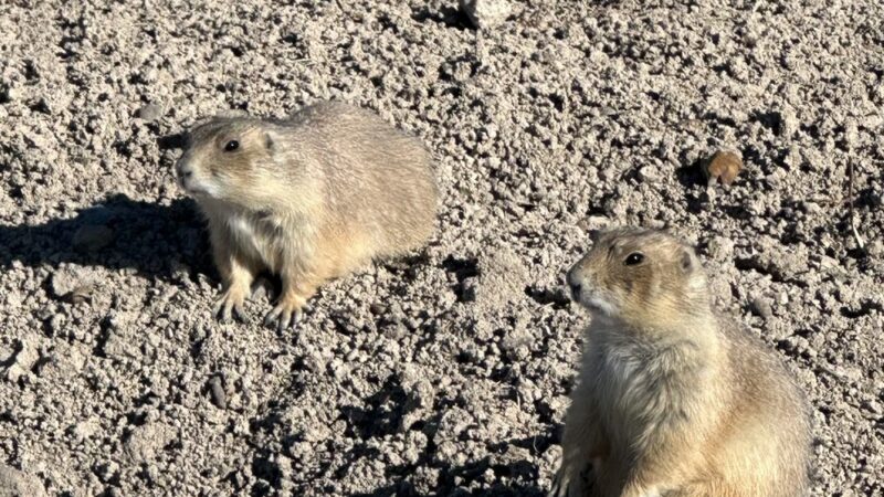 Prairie Dog Town - Custer, SD