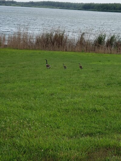 Super LAKE - Cutler, IL