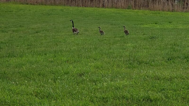 Super LAKE - Cutler, IL