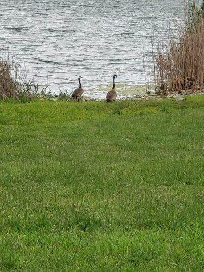 Super LAKE - Cutler, IL