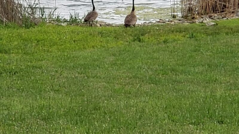 Super LAKE - Cutler, IL