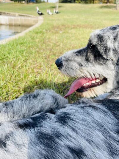 North Splash Pad & Dog Park - Cypress, TX