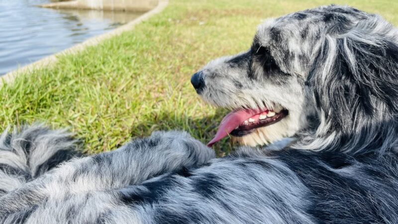 North Splash Pad & Dog Park - Cypress, TX
