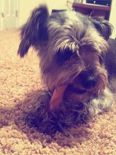 D&C Dog Sitting - ,