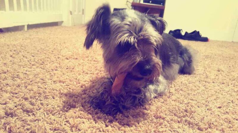 D&C Dog Sitting - ,