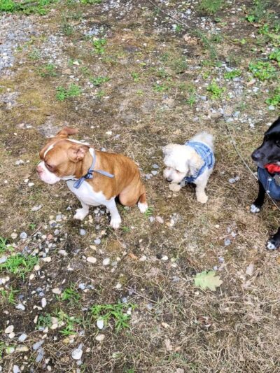 D&C Dog Sitting - ,