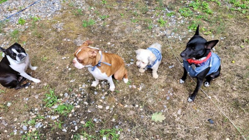 D&C Dog Sitting - ,