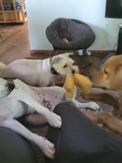 D&C Dog Sitting - ,