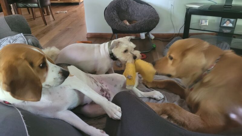 D&C Dog Sitting - ,