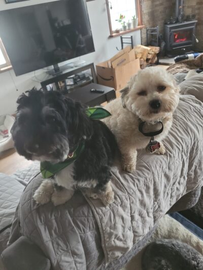 D&C Dog Sitting - ,