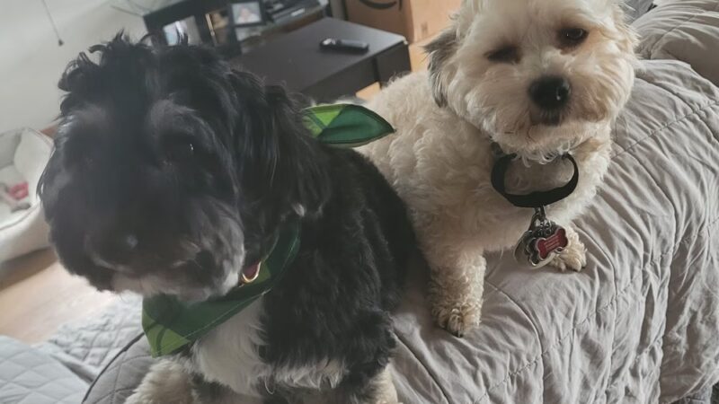 D&C Dog Sitting - ,