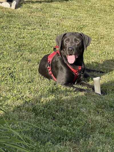 D&C Dog Sitting - ,