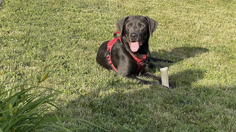 D&C Dog Sitting - ,