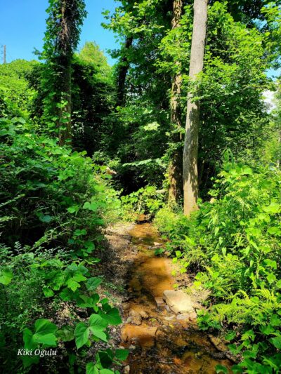 Cherokee Bluff Dam Railroad Trail- Trailhead - Dadeville, AL